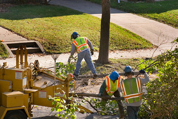 Best Commercial Tree Services  in Iyanbito, NM